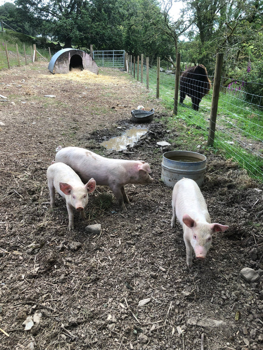 Three Little Pigs