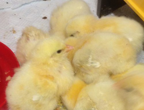Raising poultry; a chattering of chicks