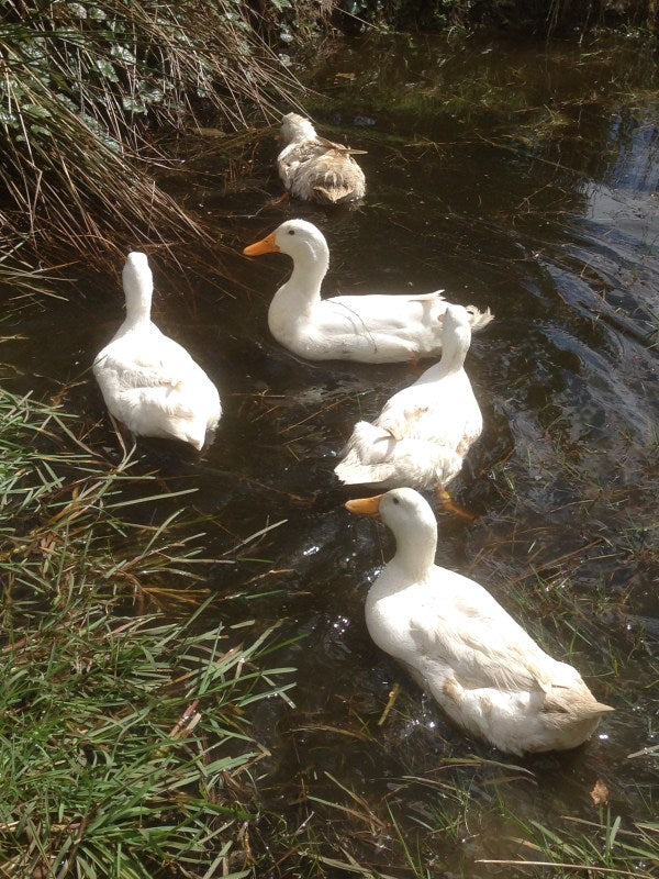 Raising waterfowl; a paddling of ducks