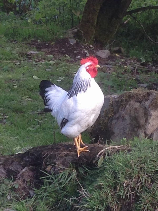 Raising poultry; a chattering of chicks