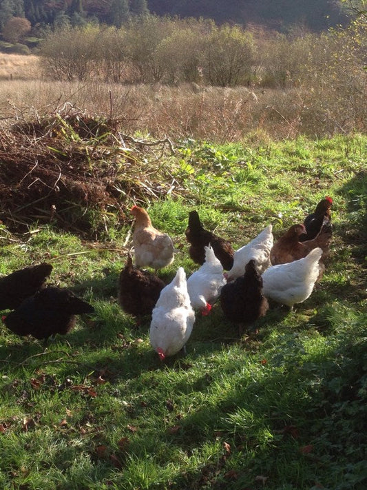 Autumn hens and wood, lots of wood